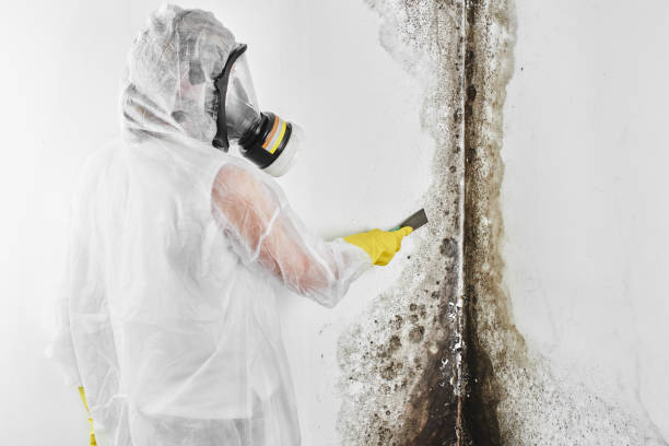 Best Mold Remediation for Vacation Homes  in Mercedes, TX